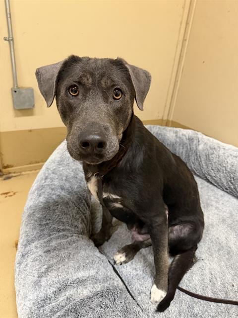 ROSIE - Labrador Retriever available for adoption