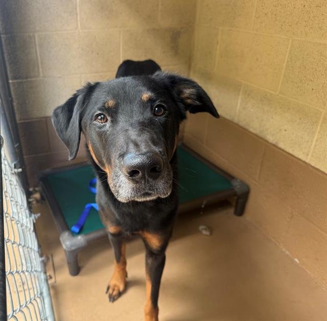 JOSEPH - Doberman Pinscher available for adoption