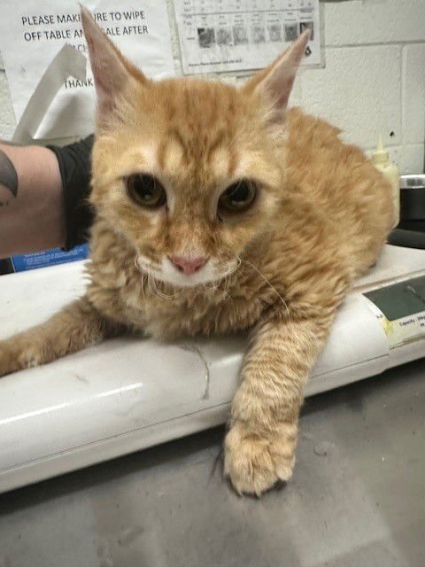 NYDIA - Domestic Short Hair available for adoption