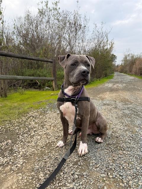 MASSIMO - Pit Bull Terrier available for adoption