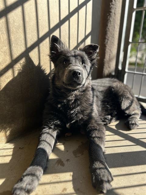 KESSLER - Husky available for adoption