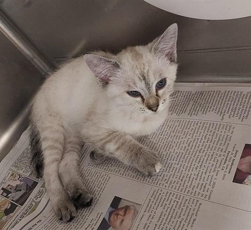 A273290 - Domestic Short Hair available for adoption