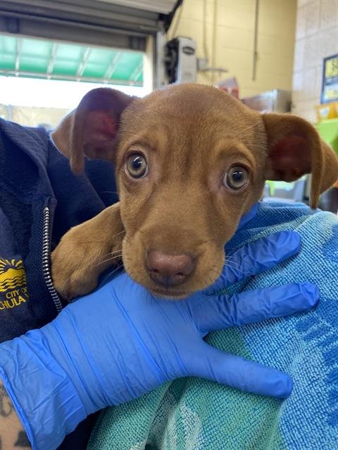 STRAWBERRY - Terrier available for adoption