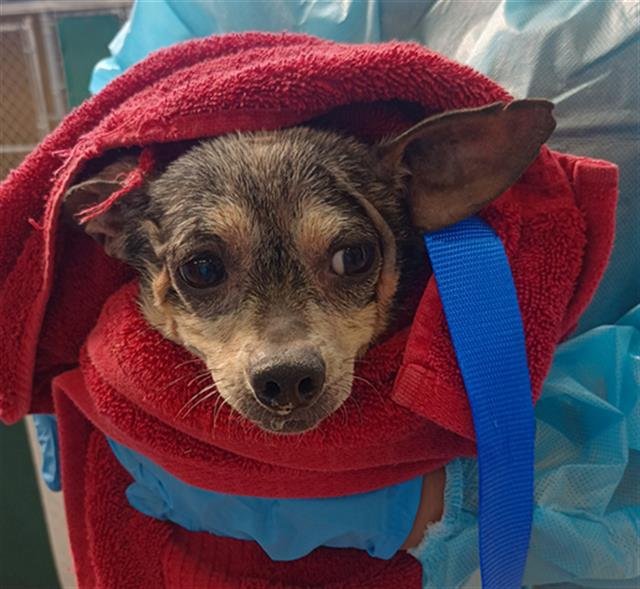 LEWIS - Chihuahua available for adoption