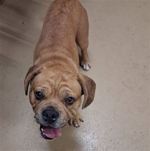 JAX - Beagle / English Bulldog available for adoption