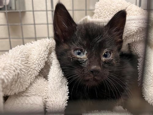 A274287 - Domestic Short Hair available for adoption