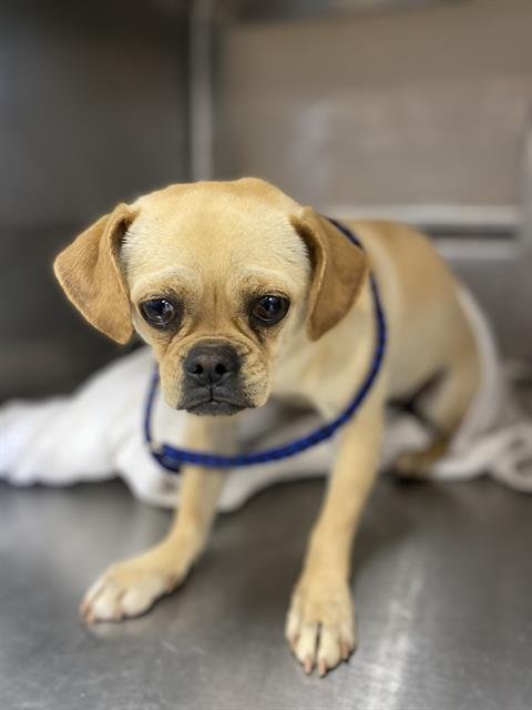 A269628 - Pug / Chihuahua available for adoption