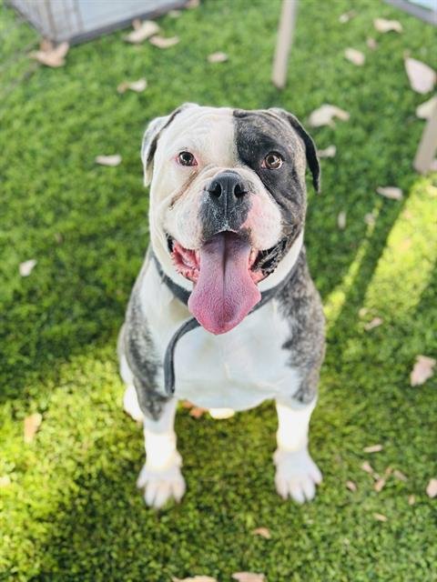 BIG CHUNGUS - Boxer / Bulldog available for adoption