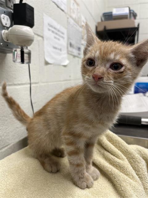 A271948 - Domestic Short Hair available for adoption