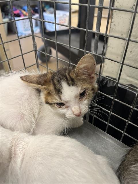 BLOSSOM - Domestic Short Hair available for adoption