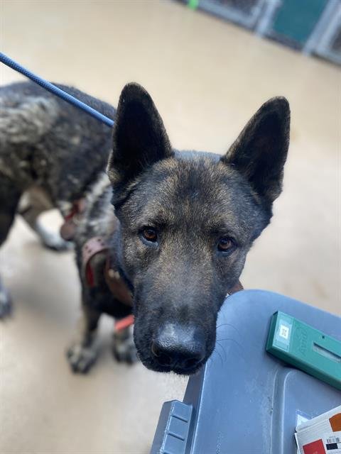 KODA - Akita / German Shepherd Dog available for adoption