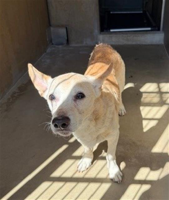 FRITO - Terrier available for adoption