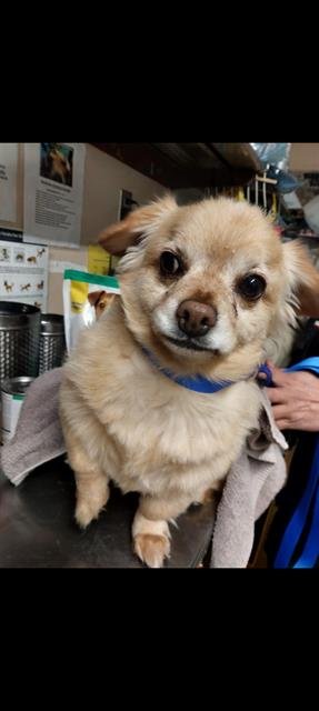 SIR TEDDY - Pomeranian available for adoption