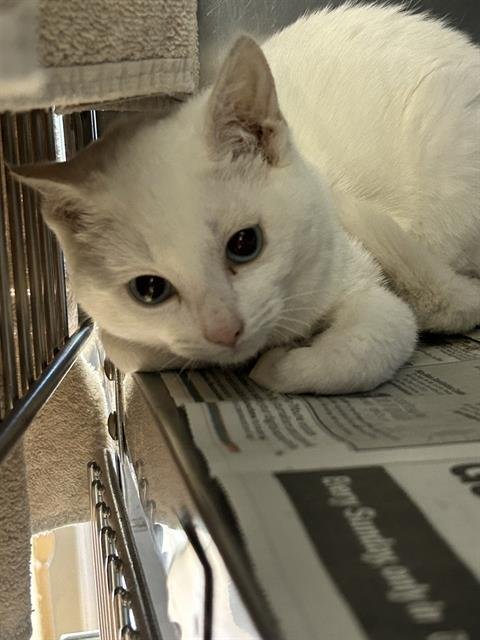 A269504 - Domestic Short Hair available for adoption