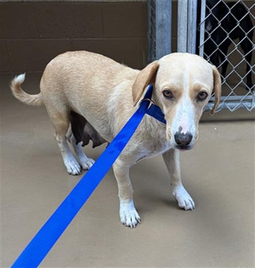 A274475 - Terrier / Beagle available for adoption