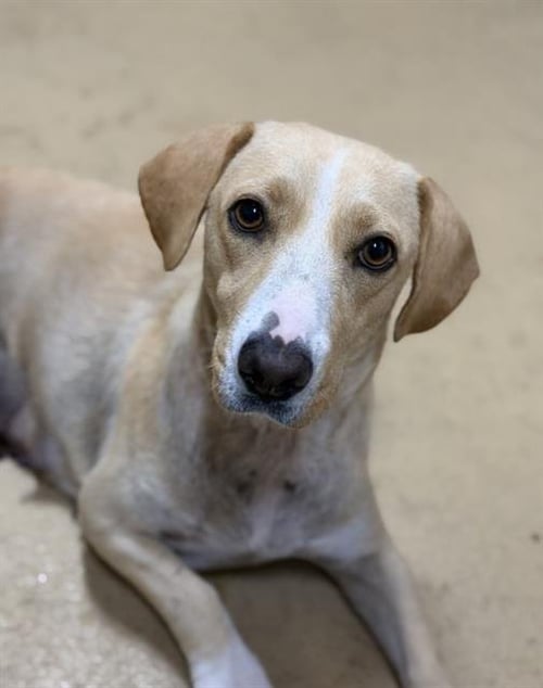 MISS AMERICA - Terrier / Beagle available for adoption