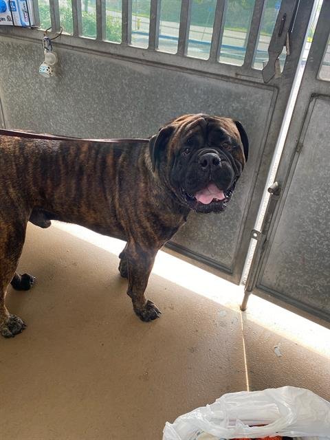 BALOO - Mastiff available for adoption