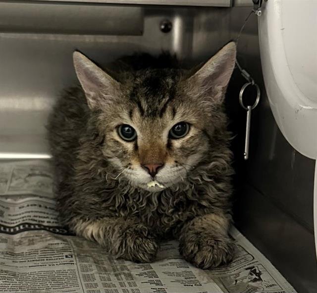 JASPER - Devon Rex available for adoption