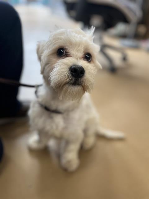 BUBBLES - Maltese / Poodle (Miniature) available for adoption