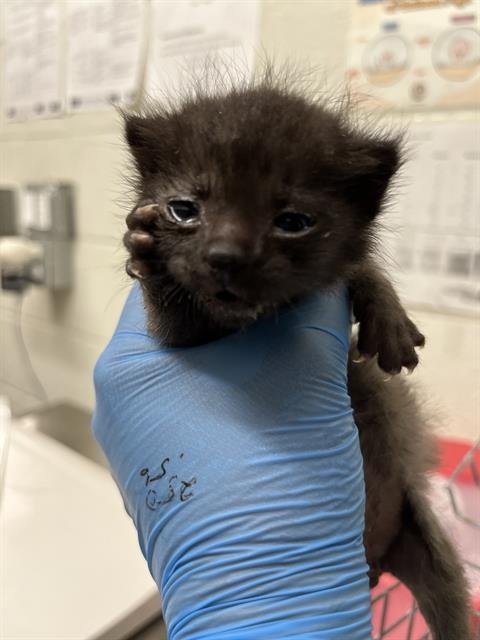 PANZON - Domestic Short Hair available for adoption