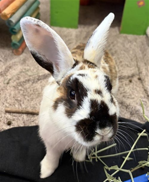 ROCKY - Rhinelander available for adoption