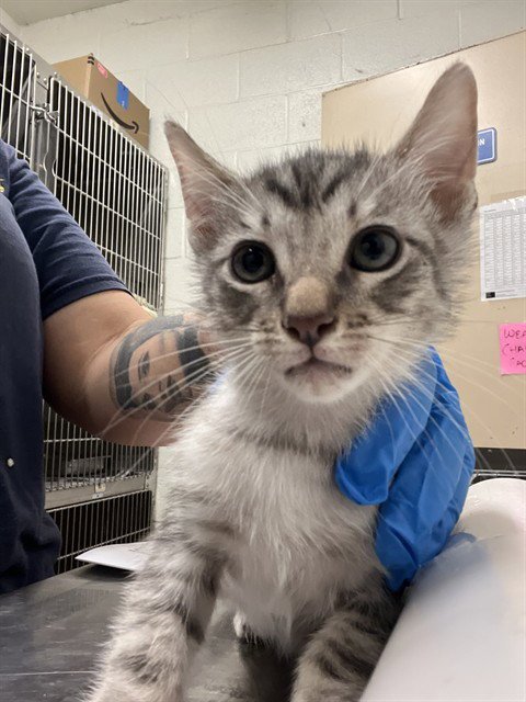 A274258 - Domestic Short Hair available for adoption