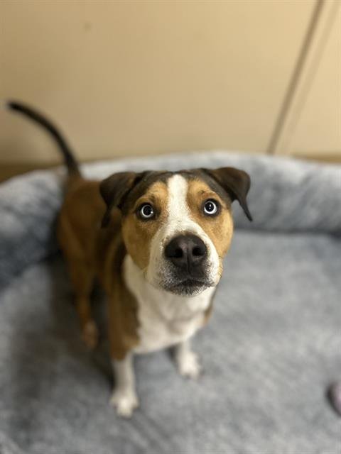 SCRAPPY - Pit Bull Terrier / Siberian Husky available for adoption