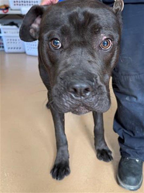 A274306 - Cane Corso Mastiff available for adoption