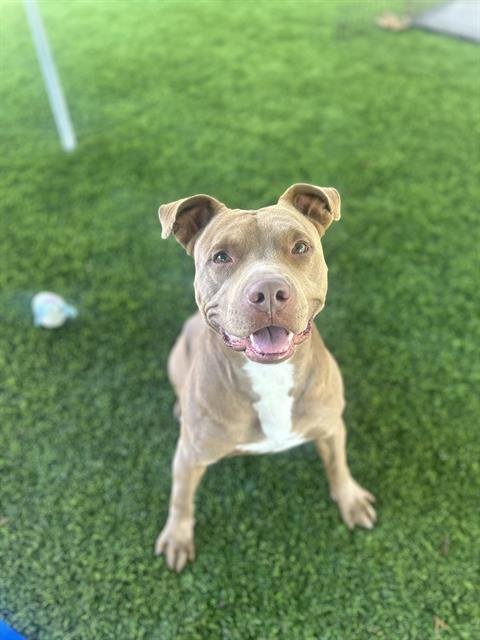 ROWAN - Pit Bull Terrier available for adoption