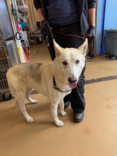 MAZAPAN - Siberian Husky available for adoption