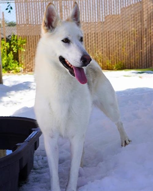MAZAPAN - Siberian Husky available for adoption