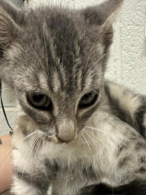 A273814 - Domestic Short Hair available for adoption