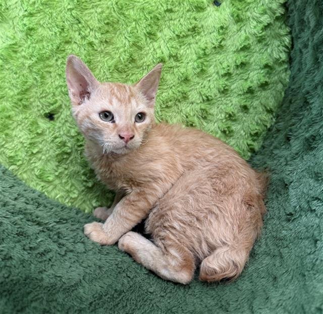 GUDETAMA - Domestic Short Hair available for adoption