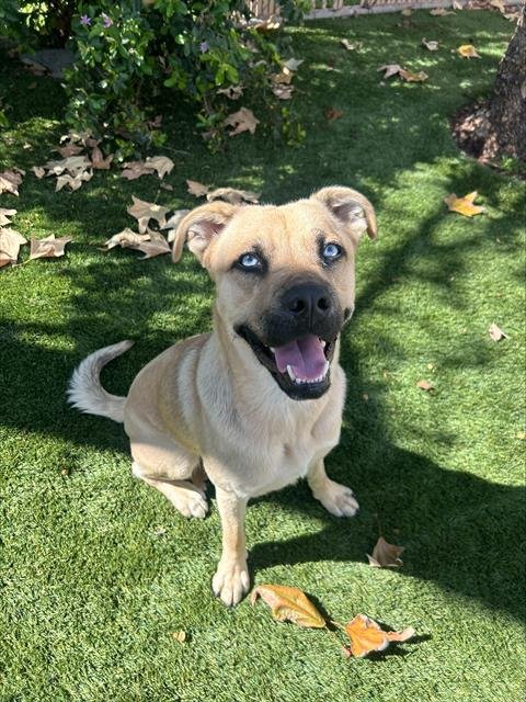 DRACO - Pit Bull Terrier available for adoption