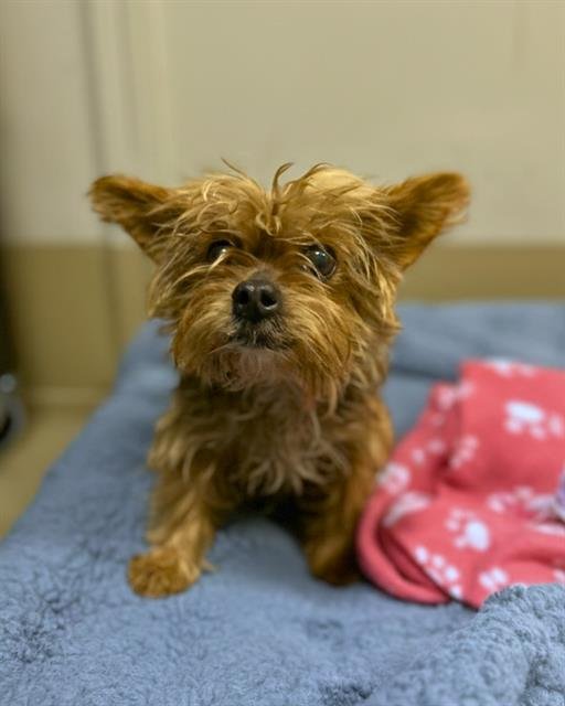 EWOK - Yorkshire Terrier Yorkie available for adoption