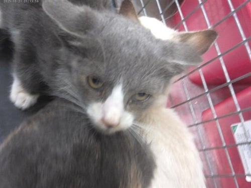 A273974 - Domestic Short Hair available for adoption