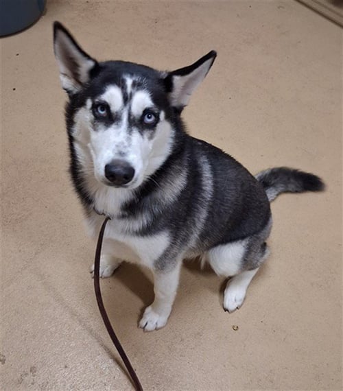 CHARLOTTE - Siberian Husky available for adoption