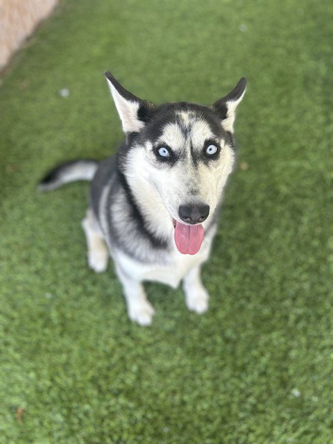 CHARLOTTE - Siberian Husky available for adoption