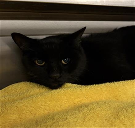 DARTH - Domestic Short Hair available for adoption