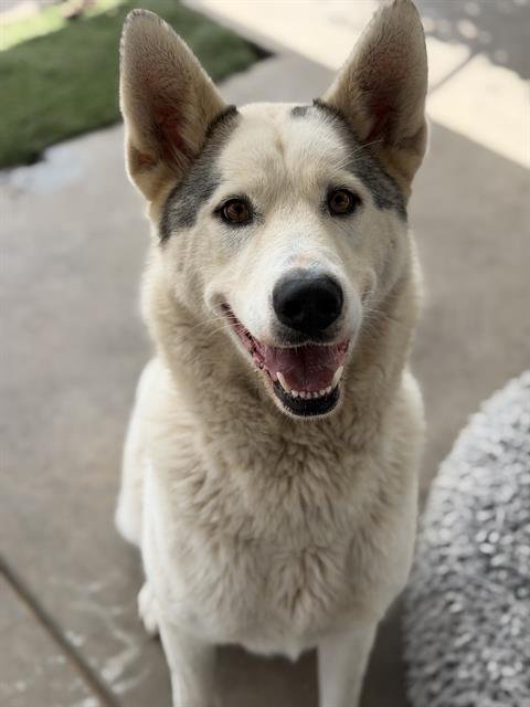 DIAMOND - Siberian Husky available for adoption