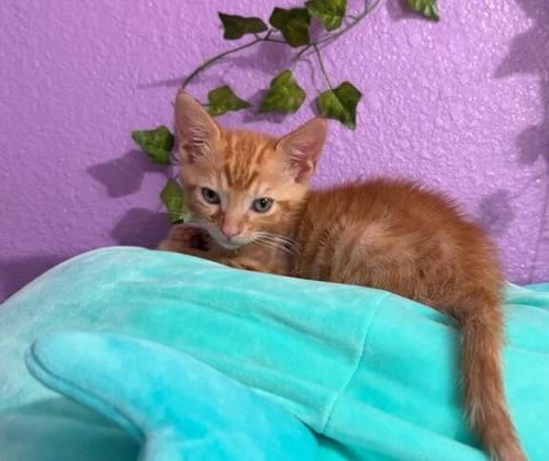 A273177 - Domestic Short Hair available for adoption