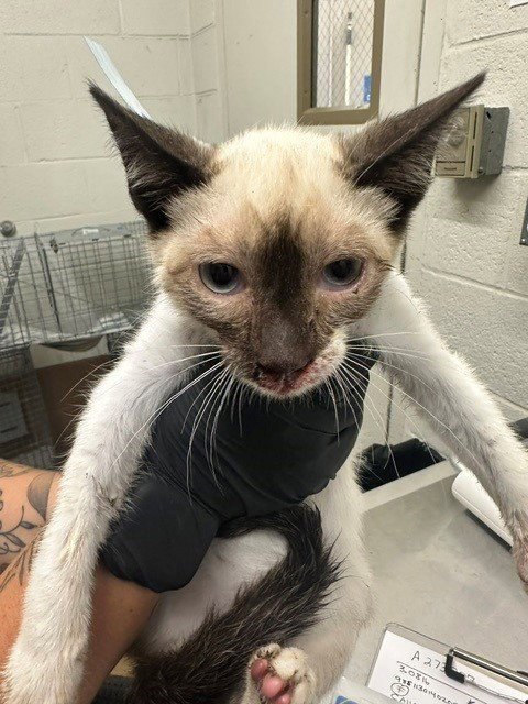A273813 - Domestic Short Hair available for adoption