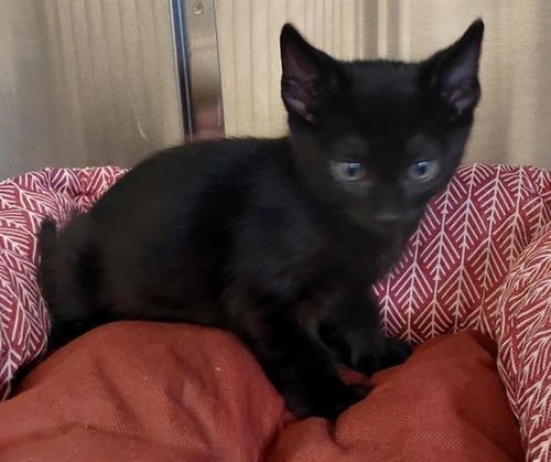 FERNY - Domestic Short Hair available for adoption