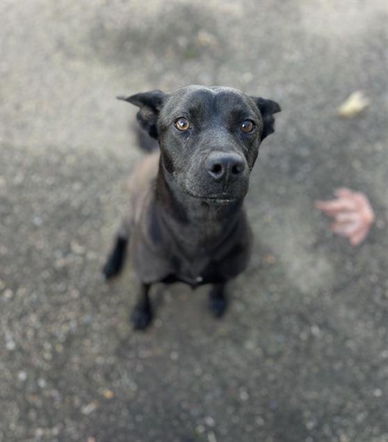 AMELIA - Labrador Retriever available for adoption