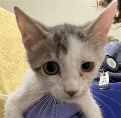 A273058 - Domestic Short Hair available for adoption