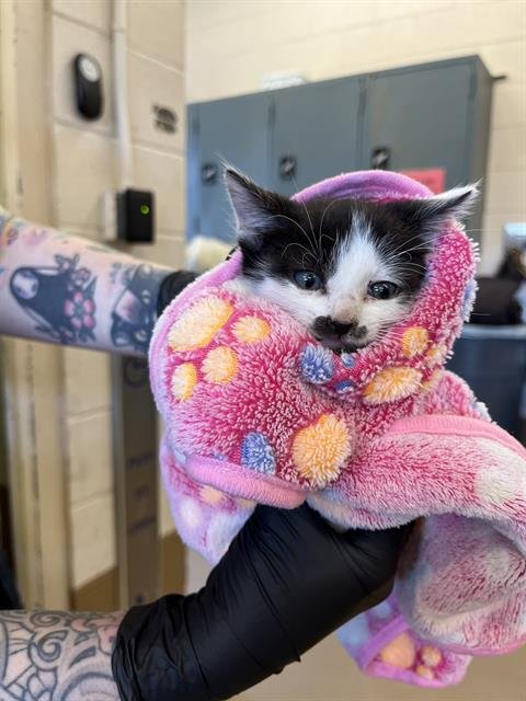 A272269 - Domestic Short Hair for adoption in Chula Vista