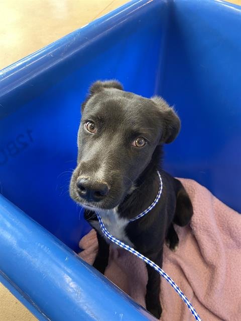 JIMMY - Labrador Retriever available for adoption