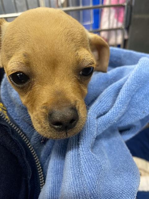 VALENTINO - Chihuahua available for adoption