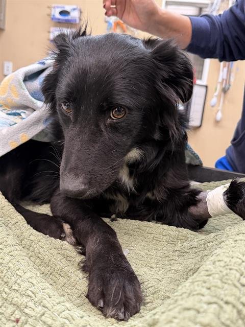 ELLIE - Terrier available for adoption