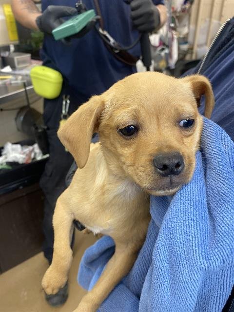 EROS - Chihuahua available for adoption